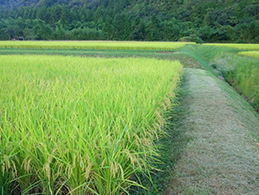 田んぼの草刈り